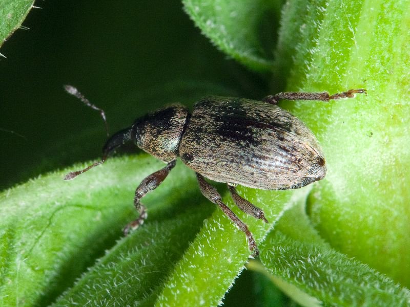 Curculionidae Latreille, 1802